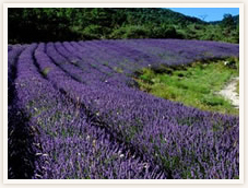 100%植物性オーガニックアロマ